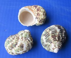 Wholesale Turbo Setosus Shells 1-3/4 inch to 2-1/4 inch - 25 pcs @ $.25 each