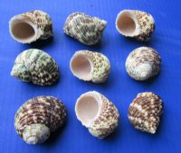 Wholesale Turbo Setosus Shells 1-3/4 inch to 2-1/4 inch - 25 pcs @ $.25 each