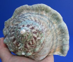 Turban Shells Hand Picked 