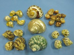 Turban Shells - Turbo Seashells