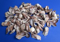 Wholesale Turkey wing shells 1-1/2 inch to 2-3/4 inch long - $9.50/gallon