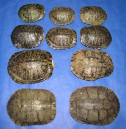 5 inches Red Eared Slider Turtle Shells Wholesale - 4 pcs @ $11 each; 12 pcs @ $9.90 each