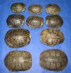 5 inches Red Eared Slider Turtle Shells Wholesale - Packed 4 @ $9.00 each