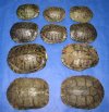 9 inches Red Eared Slider Turtle Shells Wholesale - Packed: 2 pcs @ $20.00 each
