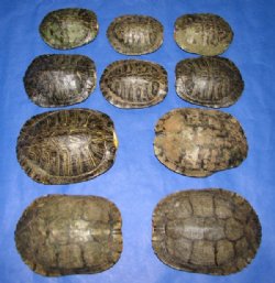 2 to 4 inch Red Eared Slider Turtle Shells Wholesale  - 4 pcs @ $10.50 ea