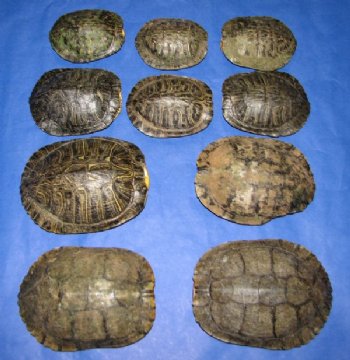 4 inches Red Eared Slider Turtle Shells Wholesale  - 4 pcs @ $11 ea; 12 pcs @ $9.90 ea