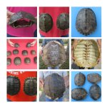 Turtle Shells Wholesale and Hand Picked