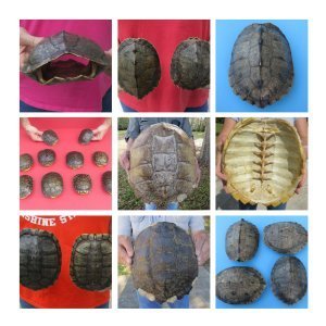 Turtle Shells Hand Picked