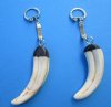 Wholesale Polished African Warthog Tusk key rings, or key chains - 1-1/2 to 3-1/2 inches long with 2-3/4 inch long silver key chain - Min 2 pcs @ $16.00 each;  8 or more @ $14.00 each