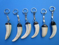 Wholesale Polished African Warthog Tusk key rings, or key chains - 1-1/2 to 3-1/2 inches long - 2 pcs @ $16.00 each; 8 or more @ $14.00 each