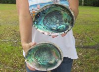 Natural Green Abalone Shells for Sale, Hand Picked