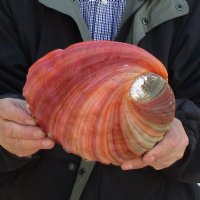 Natural Red, Rainbow Abalone Shells