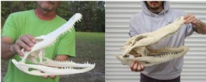 Alligator Skulls Wholesale 