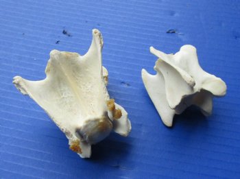 10 Wholesale Wild Boar Neck Vertebrae bones - 2 to 4 inches - $15/lot ($1.50 each)