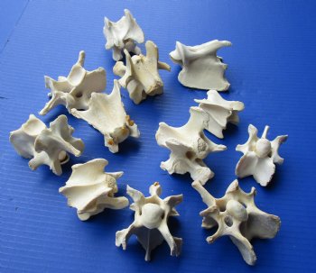10 Wholesale Wild Boar Neck Vertebrae bones - 2 to 4 inches - $15/lot ($1.50 each)