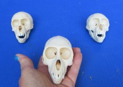 Wholesale African Vervet Female Monkey Skulls - $115 each; 4 or more @ $103 each (Cites #P-000044854)