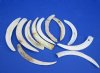 Lower Split Warthog Tusks, Wholesale Ivory for Carving 4 inches to 6 inches - $30.00 a pound (all of these tusk are split and some may have drill holes)
