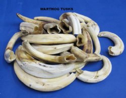 Wholesale African Warthog Tusks Assorted Sizes 5 to 7-7/8 inches $60 a Pound