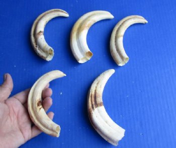 Warthog Tusks Hand Picked 