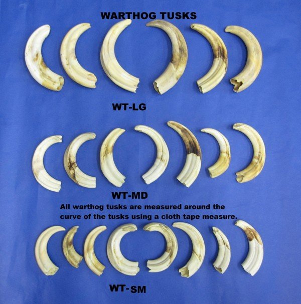 Wholesale Large African Warthog Ivory Tusks 8 to 10 Inches