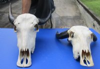 Wholesale Indian Water Buffalo Skull with horns - 10 inch to 15 inch horns - $80 each; 4 or more @ $70 each
