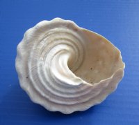 Wholesale Wavy Turban Shells for sale 4 inch to 5 inch -  6 pcs @ $2..50 each; 30 pcs @ $2.25 each 