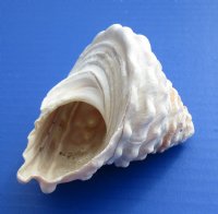 Wholesale Wavy Turban Shells for sale 4 inch to 5 inch -  6 pcs @ $2..50 each; 30 pcs @ $2.25 each 