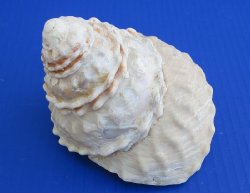 Wholesale Wavy Turban Shells for sale 5 inch to 6 inch - 2 pcs @ $8.00 each; 8 pcs @ $7.20 each