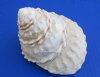 Wholesale Wavy Turban (Astrea Undosa) Shells for sale 5 inch to 6 inch - Packed: 3 pcs @ $4.25 each (You will receive one that looks similar to those pictured)