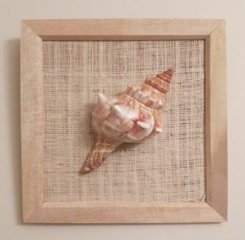 8" x 8" Wholesale Wood Framed Fox Shell - 3 @ $2.90 each 