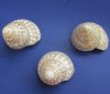 Wholesale Pearlized Wavy Turban, Astrea Undosa shells 3 to 3-3/4 inch - Packed: 3 pcs @ $4.00 each; Packed: 18 pcs @ $3.00 each