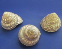Wholesale Pearlized Wavy Turban shells 3 to 3-3/4 inch - 4 pcs @ $4.50 each; 18 pcs @ $4.00 each 