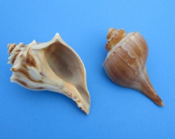 North Atlantic Whelk Shells Wholesale, Knobbed Whelk Shells, 4 to 4-3/4 inches - 25 pcs @ $1.50 each; 100 pcs @ $1.35 each