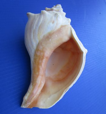 7-3/4 to 8-3/4 inches Wholesale Atlantic Whelk Shells, Knobbed Whelks - 12 pcs @ $4.00 each 
