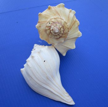 7-3/4 to 8-3/4 inches Wholesale Atlantic Whelk Shells, Knobbed Whelks - 12 pcs @ $4.00 each 