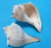 Atlantic Whelk Shells Wholesale, Knobbed Whelk Shells, 6 to 7 inches - Case of 36 pcs @ $1.90 each