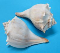 North Atlantic Whelk Shells, Knobbed Whelk, 7  inches - (Packed 6 pcs, 18 pcs)
