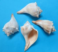 Atlantic Whelk Shells, Knobbed Whelk Shells, 6 inches - (Pack of 12)