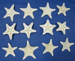 Wholesale White Jungle Starfish 6 inches to 7-7/8 inches - 12 pcs @ 1.25 each 