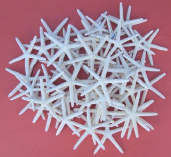 Wholesale White Finger/White Starfish 2 to 2-7/8 inches - 1000 pcs @.33 each (signature required)
