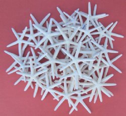 3 to 4 inches Off White Finger/Pencil Starfish 50 pcs @ .42 each