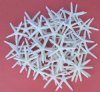 3 to 4 inches Off White Finger Starfish, White Pencil Starfish 50 @ .42 each