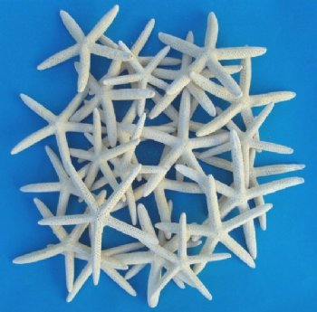 Case of 1794 finger starfish wholesale 2"-3" off white - (Adult Signature Required) - Priced .33 each
