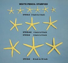 White Finger Starfish - Pencil Starfish