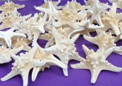Wholesale white knobby starfish (off white in color) 4" to 5" - 250 pcs @ $.35 each