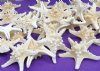Wholesale white knobby starfish, white thorny starfish (off white in color) 4" to 5" - Case of 250 pcs @ $.35 each