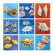 Conch Shells Wholesale