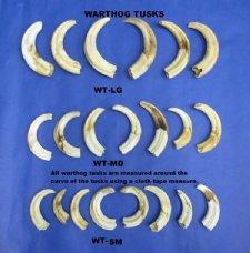 Warthog Tusks - Wholesale Ivory for Carving