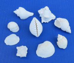 Medium White Shell Mix Wholesale 1" to 2-1/2" - $6.25 gallon  <font color=red> *SALE* </font> 