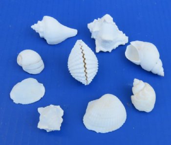 Medium White Shell Mix Wholesale 1" to 2-1/2" - 10 gallons @ $5.60/gallon <font color=red> *SALE* </font>